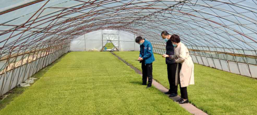 綏棱農(nóng)技“零距離” 服務(wù)下沉田間，科技賦能春耕