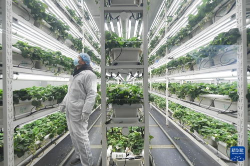 草莓小鎮(zhèn)迎來(lái)產(chǎn)銷旺季，農(nóng)業(yè)技術(shù)推廣助力產(chǎn)業(yè)升級(jí)