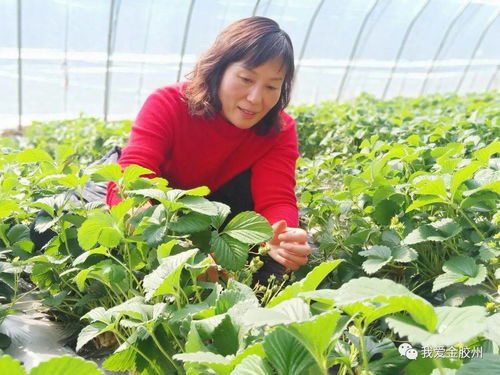 科技賦能田野，點亮現代農業新希望——專訪青島市農業技術推廣協會會長、九龍山合作社理事長李春花