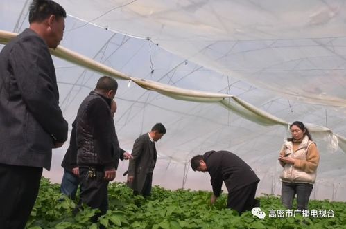 地頭傳經(jīng)授藝，科技賦能田疇——我市扎實(shí)開(kāi)展農(nóng)技推廣助力農(nóng)業(yè)生產(chǎn)